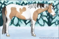 Horse Color:Amber Champagne Splash Tobiano 