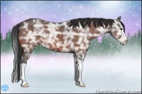 Horse Color:Bay Ice Sabino Splash Rabicano 
