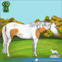Horse Color:Gray Silver Amber Cream Champagne Splash Tobiano 