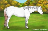 Horse Color:Brown Appaloosa 