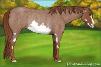 Horse Color:Red Roan Splash Frame Rabicano 