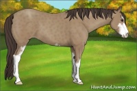 Horse Color:Classic Champagne Sabino