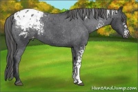 Horse Color:White Spotted Black Appaloosa 