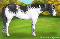 Horse Color:White Spotted Black Sabino