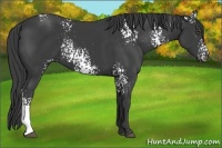 Horse Color:White Spotted Smoky Black