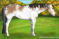 Horse Color:White Spotted Bay Dun