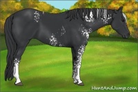 Horse Color:White Spotted Black Sabino