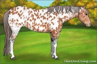 Horse Color:White Spotted Bay Near Leopard 
