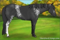 Horse Color:White Spotted Black
