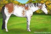 Horse Color:White Spotted Bay 