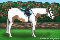 Horse Color:Buckskin Splash Tobiano 