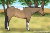 Horse Color:Brown Dun Tobiano 