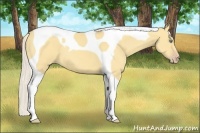 Horse Color:Silver Amber Cream Champagne Dun Tobiano 