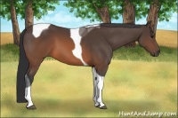 Horse Color:Brown Tobiano