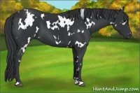 Horse Color:White Spotted Black 
