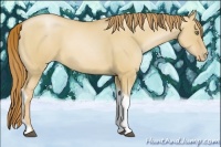 Horse Color:Red Dun Pearl Tobiano 