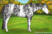 Horse Color:White Spotted Smoky Black