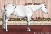 Horse Color:White Spotted Black Frame Appaloosa