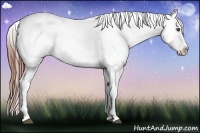 Horse Color:White Spotted Grullo Sabino Splash Appaloosa 