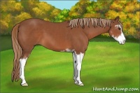 Horse Color:Chestnut Sabino