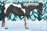 Horse Color:Black Sabino Splash Tobiano Rabicano 