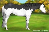 Horse Color:Black Sabino Splash 
