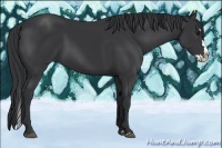 Horse Color:Black Sabino Splash