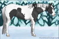 Horse Color:Black Splash Tobiano 