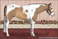 Horse Color:Bay Dun Splash Tobiano
