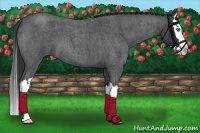 Horse Color:Blue Roan Splash 