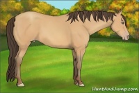 Horse Color:Amber Champagne