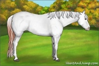 Horse Color:White Spotted Bay Dun Frame Appaloosa 