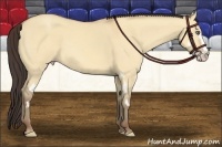 Horse Color:Amber Champagne Dun Splash Frame 