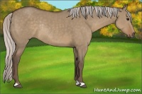 Horse Color:Silver Grullo Rabicano 