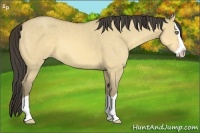 Horse Color:Amber Cream Champagne Dun Splash 