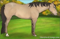 Horse Color:Amber Cream Champagne Sabino 