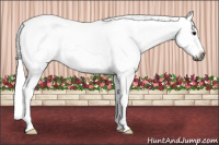 Horse Color:Gray Buckskin Frame 