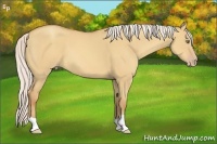 Horse Color:Silver Amber Champagne Dun 