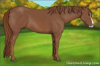 Horse Color:Chestnut Splash