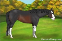 Horse Color:Brown Splash