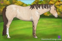 Horse Color:White Spotted Amber Champagne Roan Frame 