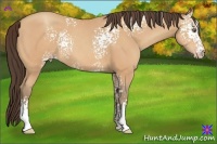 Horse Color:White Spotted Amber Champagne 