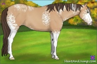 Horse Color:White Spotted Amber Champagne 