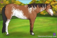 Horse Color:White Spotted Bay 