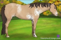Horse Color:White Spotted Amber Champagne 