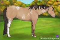 Horse Color:White Spotted Amber Champagne 