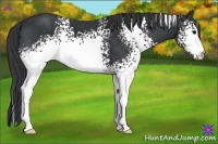 Horse Color:White Spotted Black