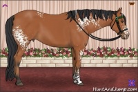 Horse Color:White Spotted Bay Rabicano 