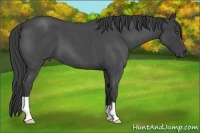 Horse Color:Smoky Blue Roan 