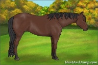 Horse Color:Bay Rabicano 